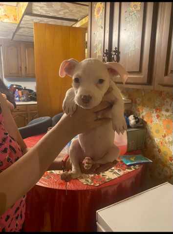 American Pit Bull Terrier – white pitbull puppy
