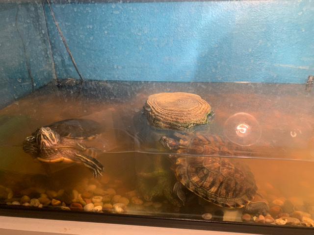 turtles