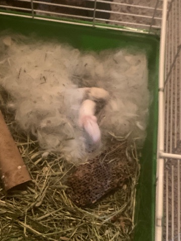 Lionhead – lionhead dwarf rabbits.