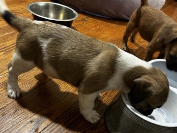 Shih Poo – French Shihpoos – Mount Healthy