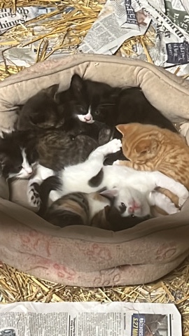 9 Kittens for their forever home