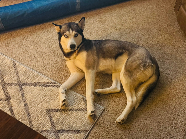 Siberian Husky – trying to rehome my dog