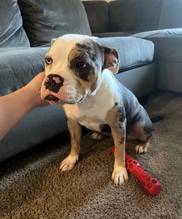 American Bulldog – Rehoming Fendi