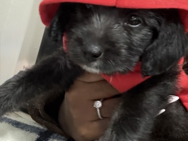 Mixed Breed – Puppies Need Loving Homes – Houston