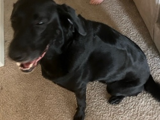 Labrador Retriever – kreed dog – Bradenton