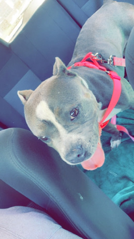 American Staffordshire Terrier – Toxica