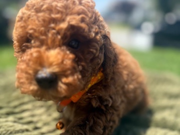 Goldendoodle β mini Goldendoodle β Red Lion