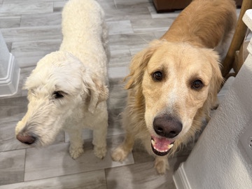 Goldendoodle – Goldendoodle & Retreivee – Haslet