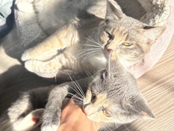 2 cats for free – Winchester
