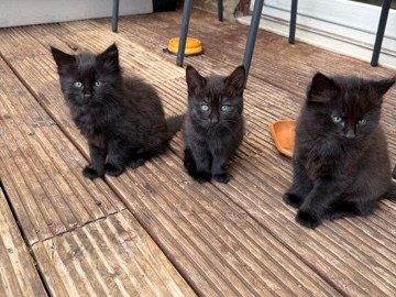 3 female kittens – Ilford