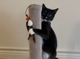 American Shorthair – Friendly American Shorthair Kitten – 6 Months Old in San Antonio – San Antonio