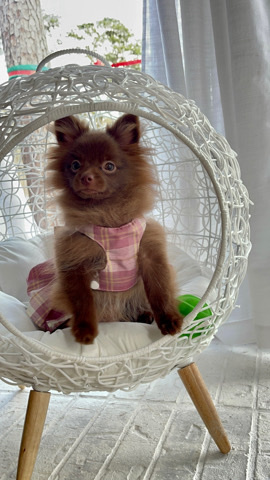 Pomeranian – 100% Pure blood Toy/ mini Pomeranian