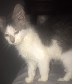 Cat for same