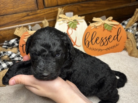Labrador Retriever – Cute Labradoodle Puppies!