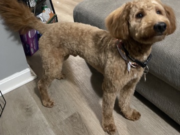 Goldendoodle – Oliver (male) – Lakewood