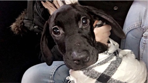 Doberman Pinscher – **10 WEEKS**.  Doberman Female
