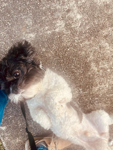 Shih Tzu – Oreo: loving & chill