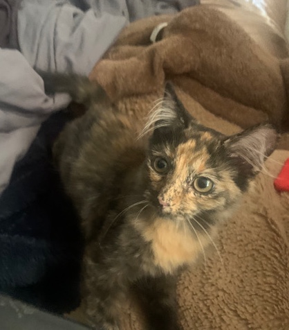 Maine Coon – kitty needs a home asap