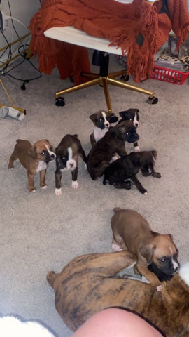 Boxer – Boxer pups needing loving homes