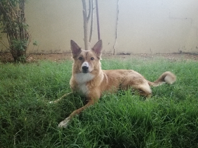 German Shepherd – Germen Husky mix