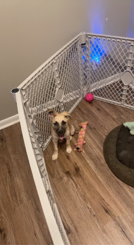 Mixed German Shepherd Puppy
