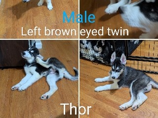 Siberian Husky - husky puppy  available for adoption in Washington