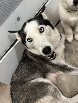 luna