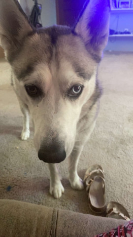 Siberian Husky – Maliki K-9 Husky Center