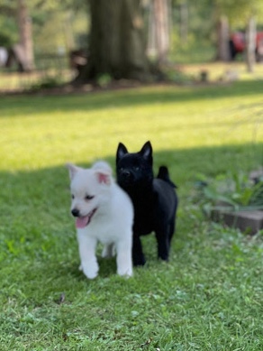 Schipperke – 8 week old schipperkes