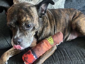 Boxer – rehoming a sweet girl I can no longer have – Houston