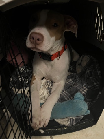 American Pit Bull Terrier – needs a home asap