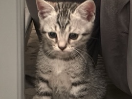 American Shorthair – cat American Shorthair