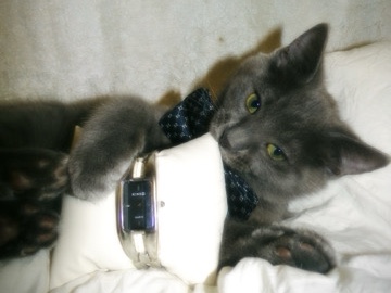 Kiko the playful kitten – Tracy