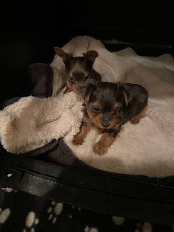 Yorkshire Terrier – Jina’s Yorkies”