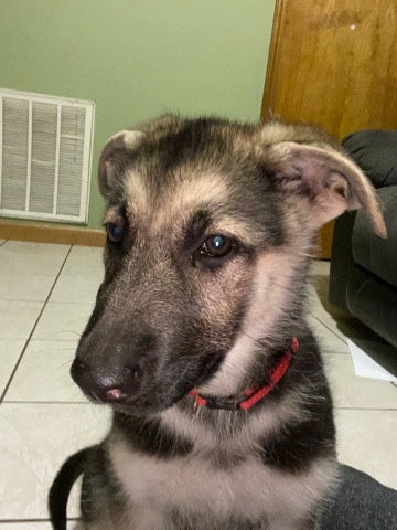German Shepherd – German Shepherd