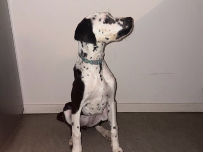 Dalmatian – puppy a venu – Saint-Gilles