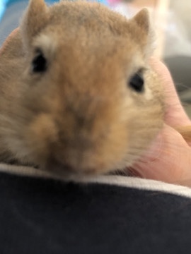 Rennmaus sucht neues Zuhause 