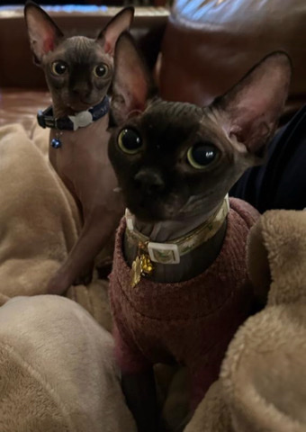 Sphynx – Two Sphynx kitten