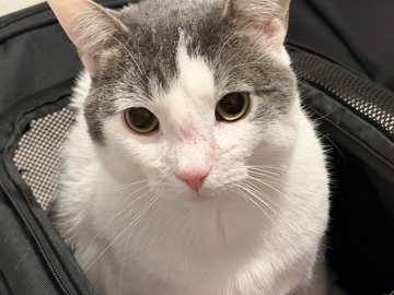 American Shorthair – Adopt Koki please – New York