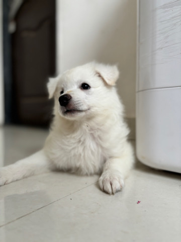 Pomeranian – pomerainan puppy