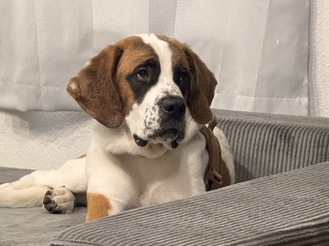 St. Bernard – St. Bernard for Sale in Grants Pass – Grants Pass
