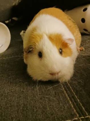 Any – guinea pig