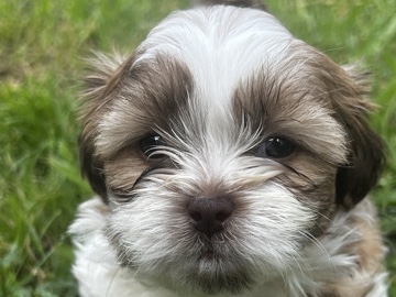 Shih Tzu – Shih Tzu – Riverview