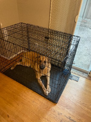 German Shepherd – Rehoming Our German Shepherd Mix – Greenwood Village