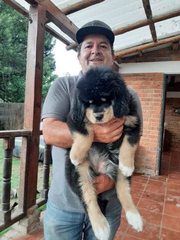 Tibetan Mastiff – "For Sale! Majestic Tibetan Mastiff Puppy: A Real Treasure of the Himalayas"