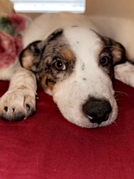 Lancashire Heeler – Cody