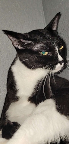 American Shorthair – selling my cats