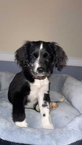 Australian Shepherd – Aussiedoodle