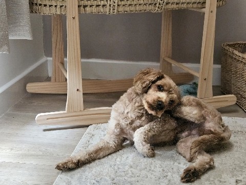 Yorkie Poo – yorkiepoo for sale