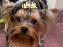 Small AKC Yorkshire Terrier Female Adult